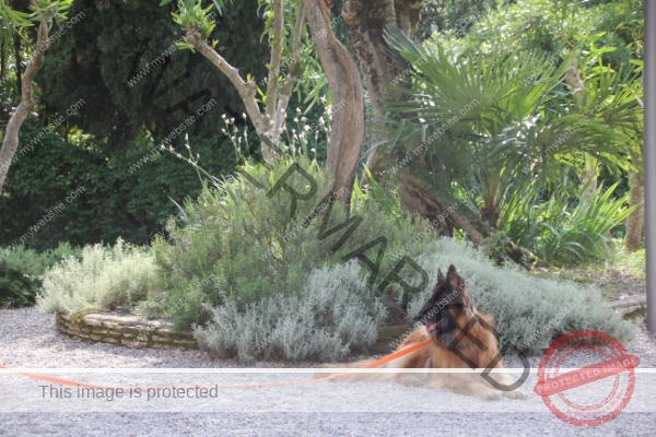 im Schatten kann hund es aushalten