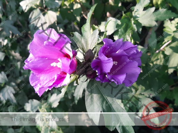 LB Duos Blumen 088