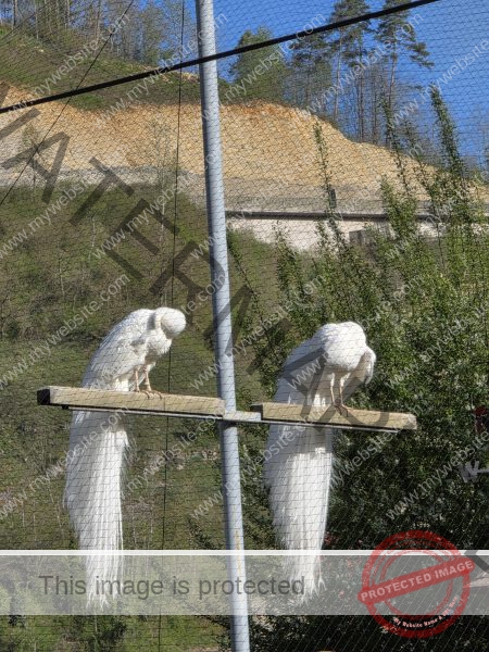 LB Duos Tiere 071