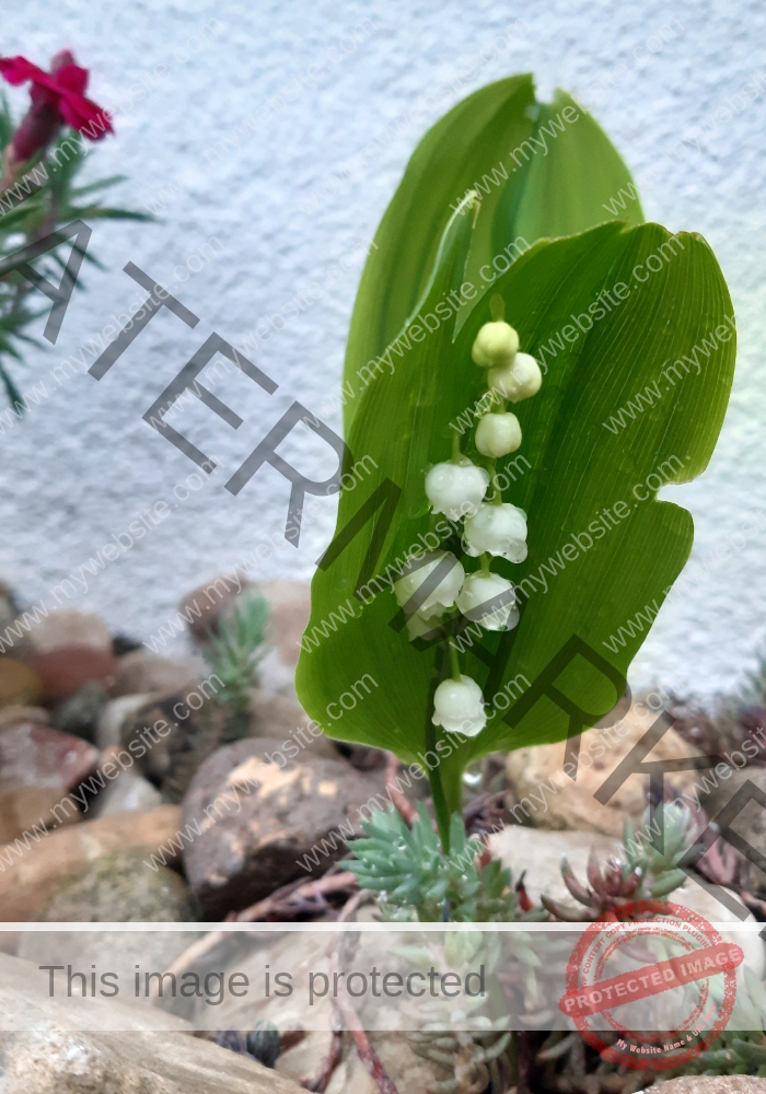 LB Regentropfen 33