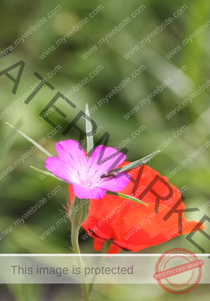 Makro Gartentiere 84