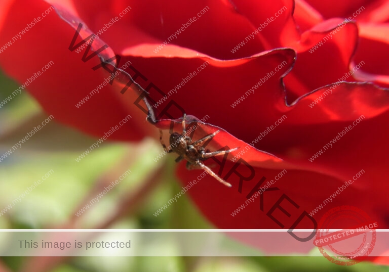Makro Gartentiere 85