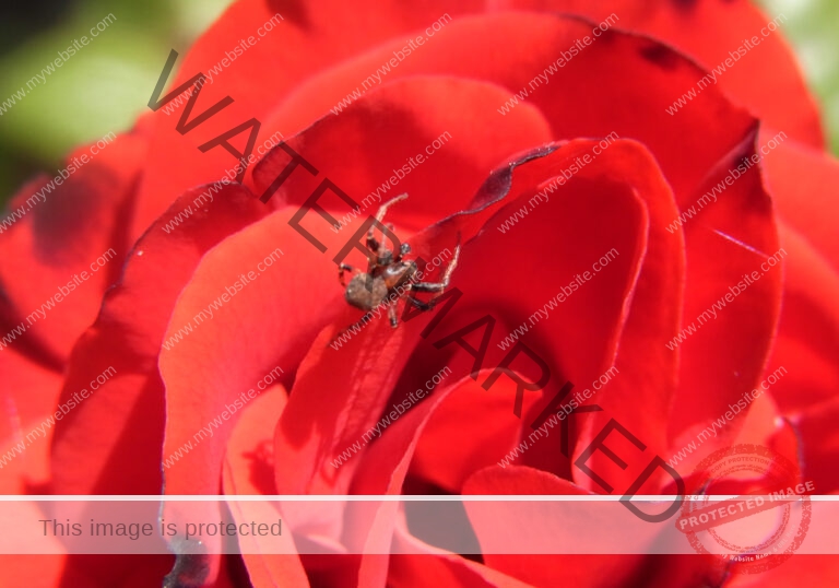 Makro Gartentiere 86