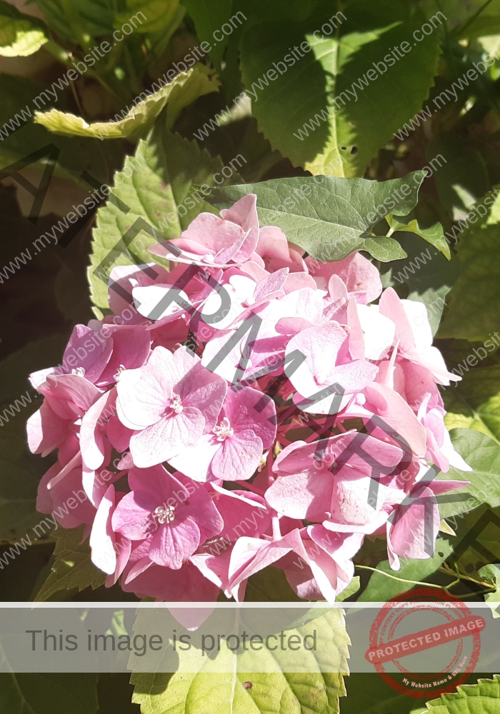 Hortensie