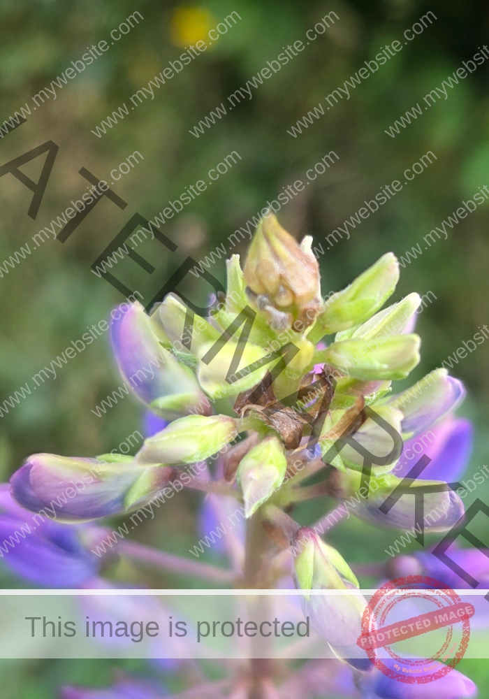 col Vielblättrige Lupine1