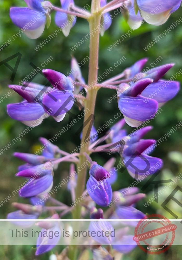 Vielblättrige Lupine