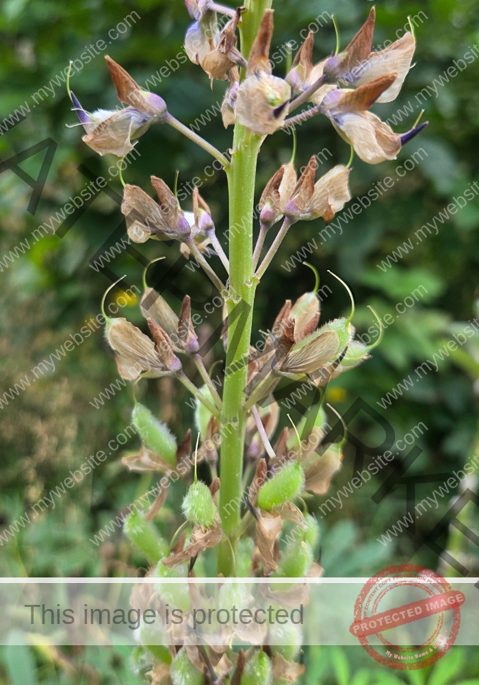 col Vielblättrige Lupine3