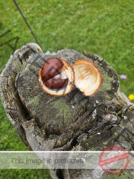 LB Duos Pflanzen 082