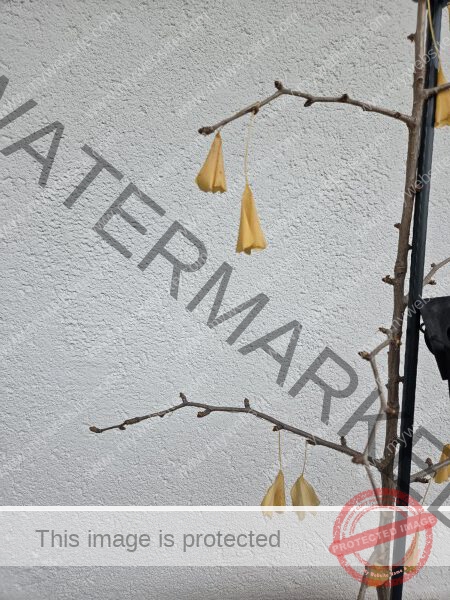 LB Duos Pflanzen 083