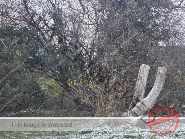 LB Duos Pflanzen 085