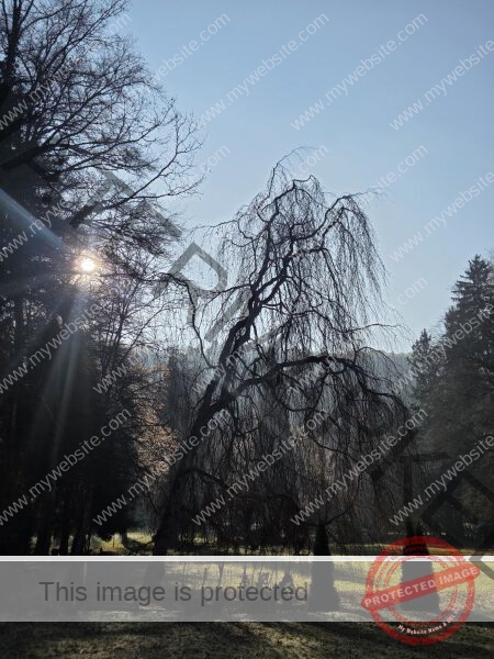 LB Duos Pflanzen 086