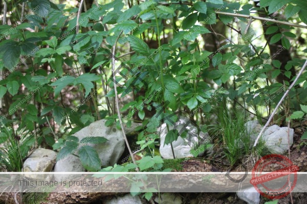 LB Duos, versch. aus Urlauben 214