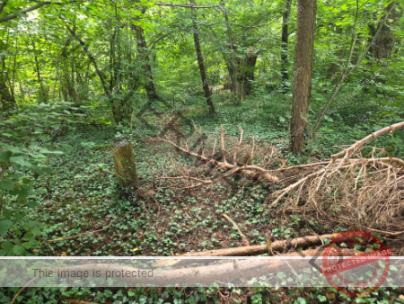 dud, M-K Pflanzen 052