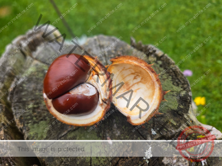 dud, M-K Pflanzen 053