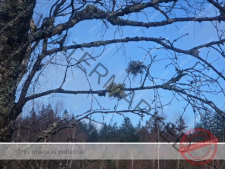 dud, M-K Pflanzen 055