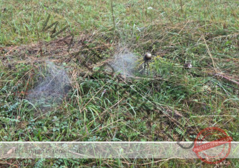 dud, M-K versch. 019