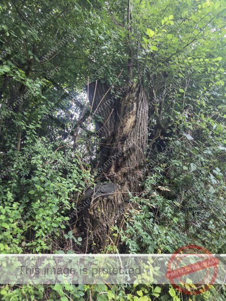 ich habe meine Augenbrauen liften lassen