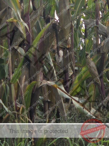 ich bin eine neue Vogelsorte