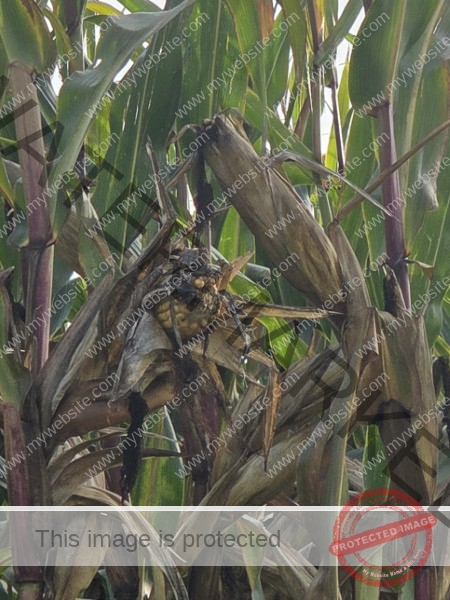 hey, lass mich runter