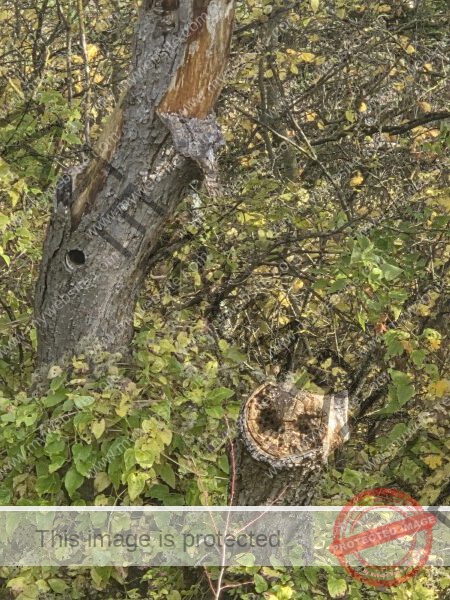 wann kommt die Nacht?