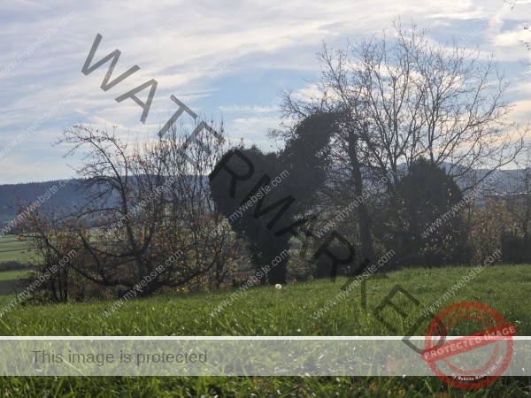 grübel - was ist dies bloß für ein Tier?