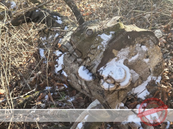 ohne Ohren wäre ich ein Fisch