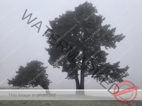 jahreszeitl. Gassigehen im Nebel 02