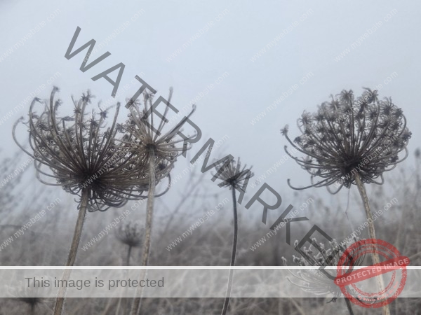 jahreszeitl. Gassigehen im Nebel 03