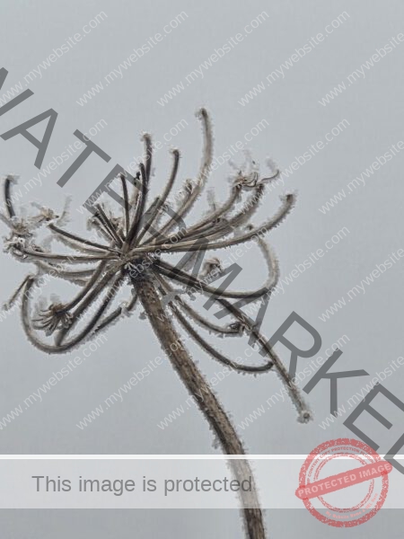 jahreszeitl. Gassigehen im Nebel 05