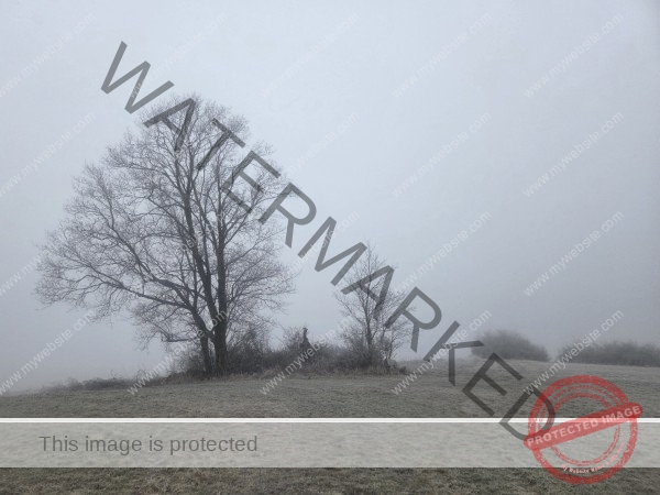 jahreszeitl. Gassigehen im Nebel 06