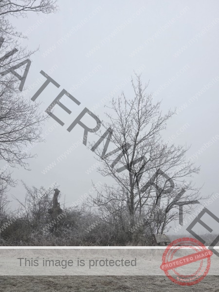 jahreszeitl. Gassigehen im Nebel 07