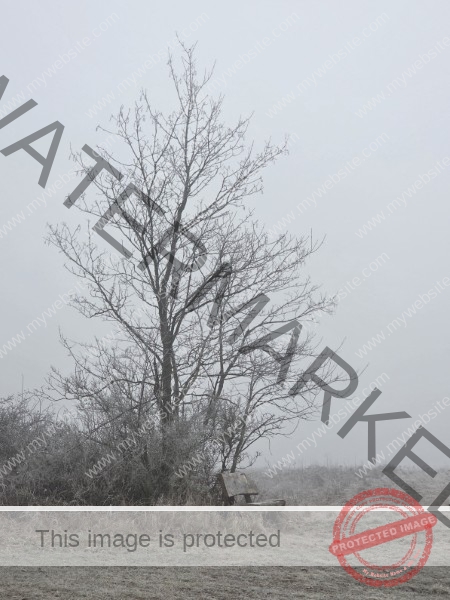 jahreszeitl. Gassigehen im Nebel 08