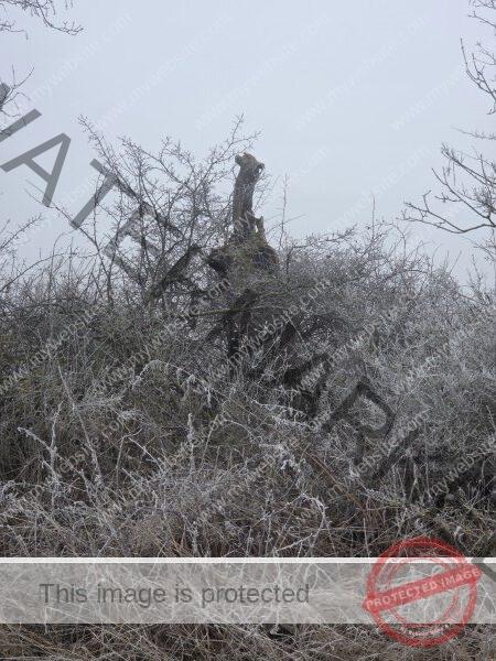 jahreszeitl. Gassigehen im Nebel 09