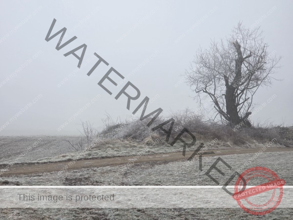 jahreszeitl. Gassigehen im Nebel 10