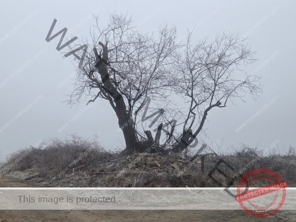 jahreszeitl. Gassigehen im Nebel 11