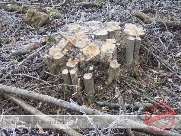 jahreszeitl. Gassigehen im Nebel 12