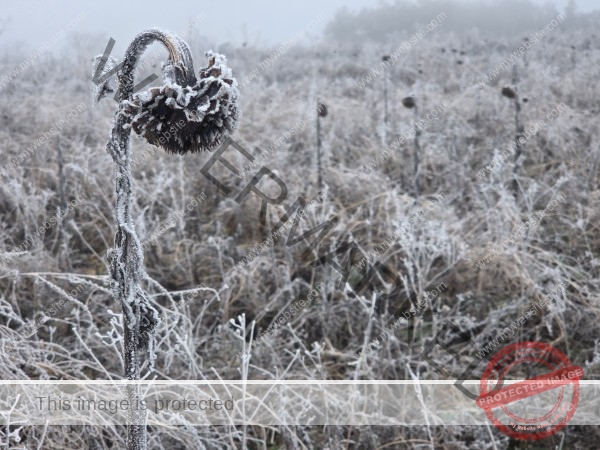 jahreszeitl. Gassigehen im Nebel 13