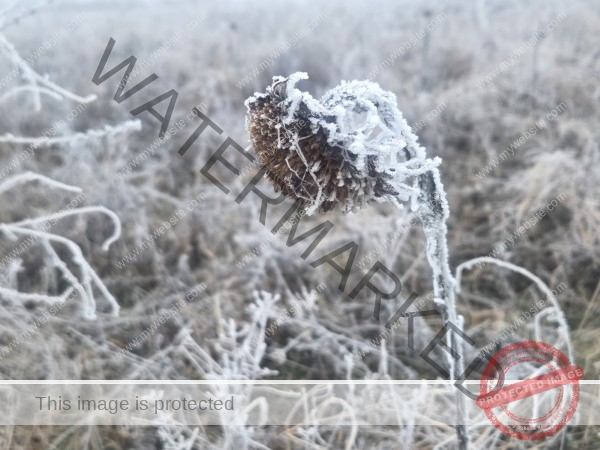 jahreszeitl. Gassigehen im Nebel 14