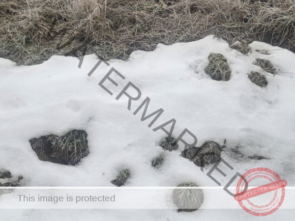 jahreszeitl. Gassigehen im Nebel 18