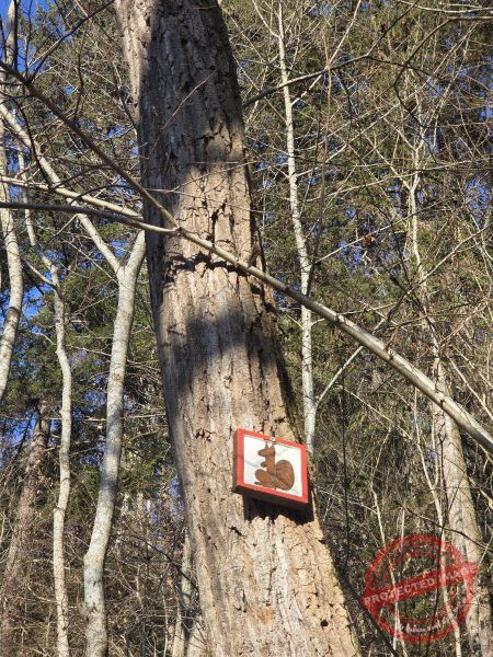 Eichhörnchenweg 29.12.2025 - 012