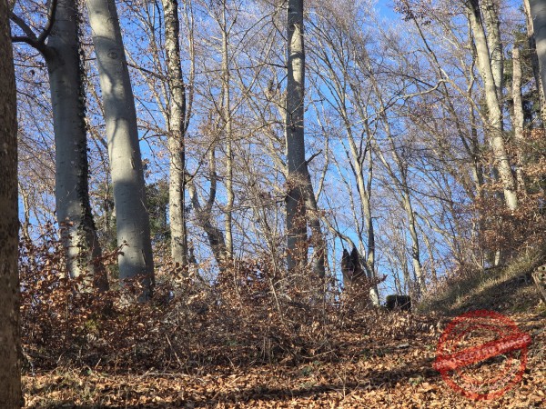 Eichhörnchenweg 29.12.2025 - 013