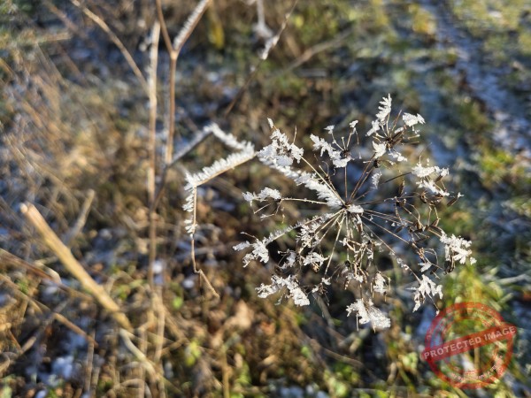 Eichhörnchenweg 29.12.2025 - 015