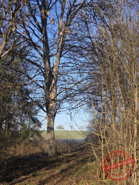 Eichhörnchenweg 29.12.2025 - 017