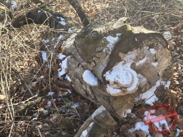 Eichhörnchenweg 29.12.2025 - 018