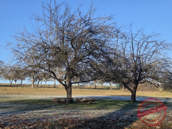 Eichhörnchenweg 29.12.2025 - 022