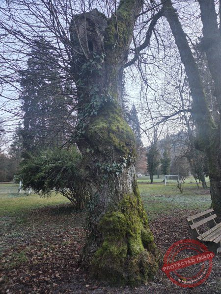 Eichhörnchenweg 29.12.2025 - 049