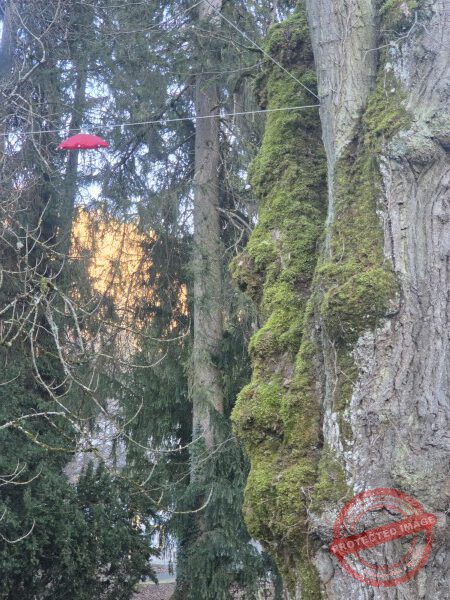 Eichhörnchenweg 29.12.2025 - 053