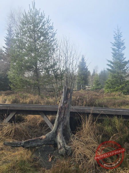 Lotharpfad 2025 - 004