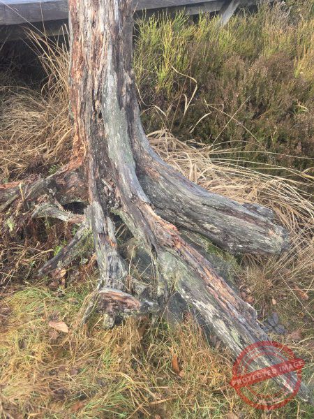 Lotharpfad 2025 - 006