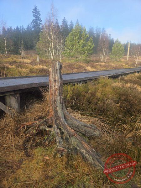 Lotharpfad 2025 - 007